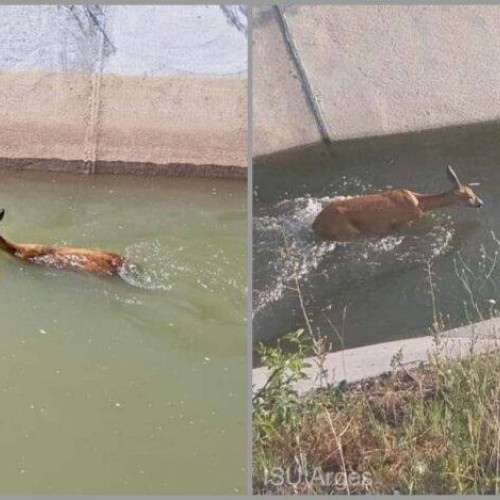O căprioară blocată într-un canal de irigații, salvată de pompierii din Argeș