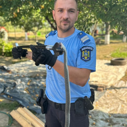 Șarpe de peste un metru lungime găsit pe trotuarul unei case din comuna Corni