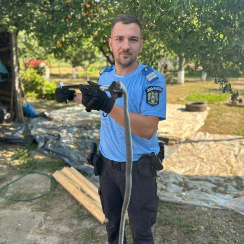 Șoc într-o comună din Botoșani: șarpe de peste un metru lungime descoperit pe trotuarul unei locuințe