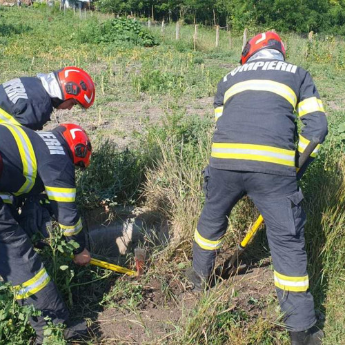 Taur salvat dintr-o fântână de pompierii din Săveni