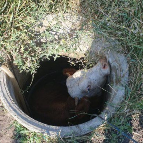 Taur salvat dintr-o fântână de pompieri și voluntari