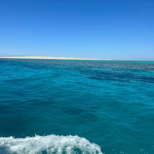 Plângeri ale turiștilor din cauza algelor de pe litoral