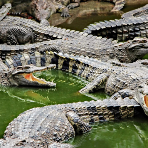 Inundații cauzate de uragane aduc crocodili în orașele din Tamaulipas