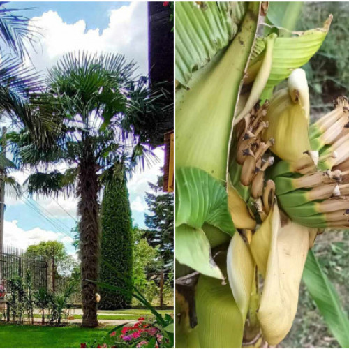 Un bărbat din Teleorman și-a transformat grădina într-o oază tropicală