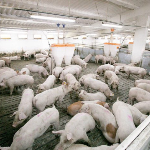 Descoperiri grave la o fermă din Buzău: activitatea suspendată din cauza riscurilor de pestă porcină africană