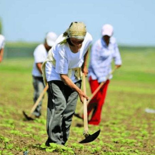 <pre><code class="language-markdown">### Fermierii din Dâmbovița sfătuiți să se protejeze de caniculă

În contextul avertizării meteo de Cod Roșu pentru caniculă, Direcția Agricolă Dâmbovița face un apel urgent către fermierii din județ. Directorul instituției, Vlad Pătrașcu, transmite recomandări importante pentru protejarea sănătății în aceste zile cu temperaturi extrem de ridicate.

"Dragi fermieri, vă rugăm să fiți extrem de precauți în aceste zile de caniculă! Codul roșu de căldură este în vigoare și temperaturile vor fi extrem de ridicate! NU vă expuneți la soare între orele critice 11:00 - 18:00! Protejați-vă sănătatea și viața!", este mesajul ferm al directorului Vlad Pătrașcu.

Directorul subliniază câteva sfaturi esențiale pentru a traversa această perioadă de caniculă:
1. Rămâneți în locuri umbroase sau răcoroase.
2. Consumați multe lichide.
3. Purtați haine lejere și deschise la culoare.
4. Evitați efortul fizic intens.

"Sănătatea voastră este prioritară! Vă dorim multă grijă și să trecem cu bine peste această perioadă!", a adăugat Vlad Pătrașcu în apelul său către fermieri.

Este important ca fermierii să urmeze aceste sfaturi pentru a-și proteja sănătatea și siguranța în această perioadă de temperaturi extreme.
</code></pre>
