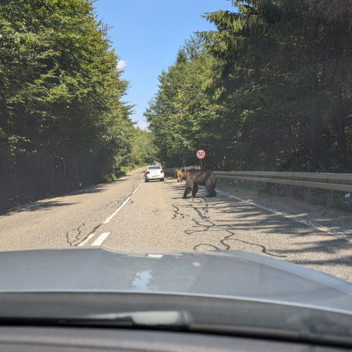 Guvernul României ia în calcul permiterea vânătorii de urși