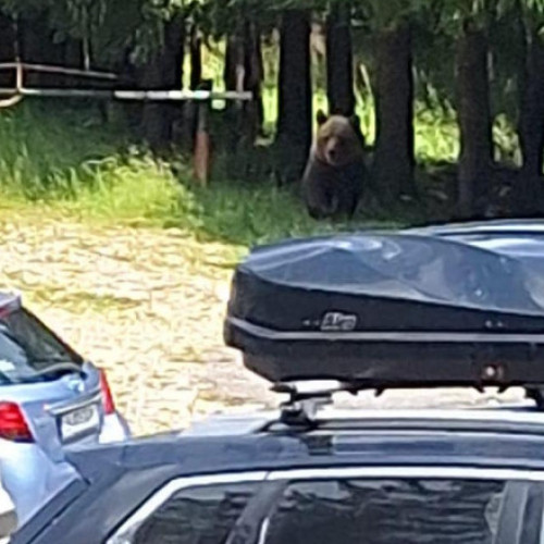 Urs neînfricat de prezența omului văzut în pasul Bratocea