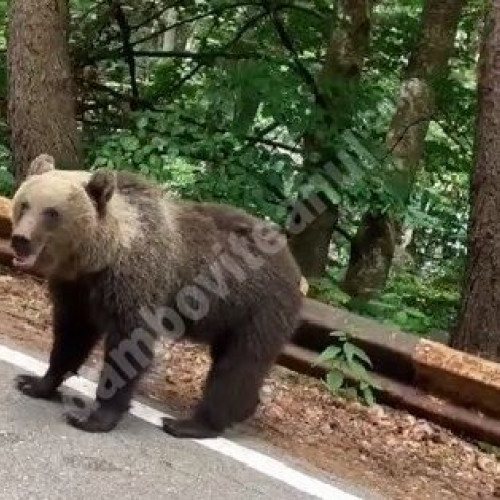 Camera Deputaților a adoptat proiectul de lege pentru gestionarea populației de urși