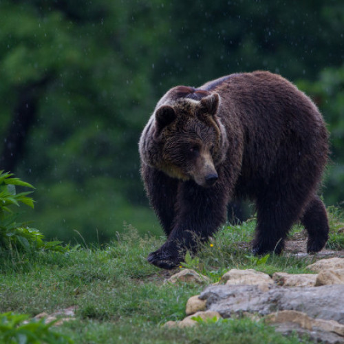 Legislativul aprobă legea privind vânătoarea urșilor: Ministrul Mediului consideră că măsurile sunt insuficiente