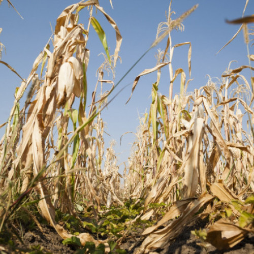 Temperaturile extreme pun în pericol agricultura, avertizează ministrul Mediului