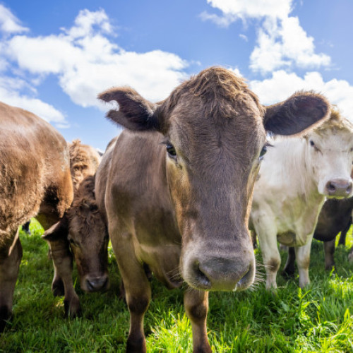 Unt făcut din aer: un start-up din California reinventează produsele lactate