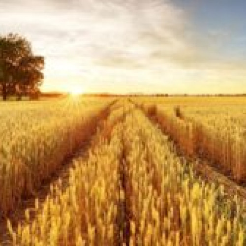 Exporturile de grâu ale UE în scădere cu 48% la începutul sezonului 2024/25