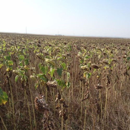 Subvenții pentru agricultorii afectați de secetă, aprobate de Guvern