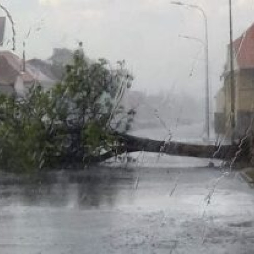 Un copac căzut oprește circulația pe strada De Mijloc