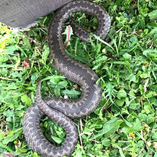 Femeie din Botoșani, în stare gravă la spital după ce a fost mușcată de șarpe