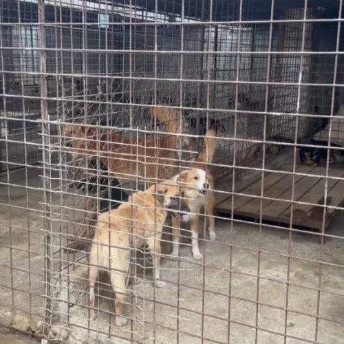 Târg de adopții pentru câini organizat la Târgu-Jiu