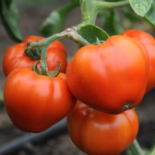 Fonduri pentru cultivatorii de tomate din județul Vaslui