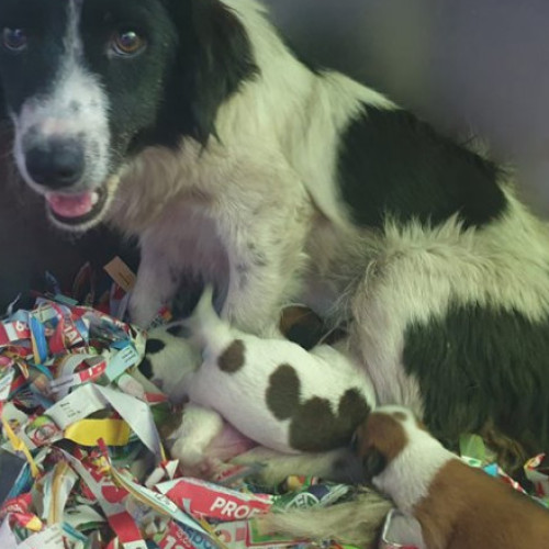 ASPA lansează catalogul online pentru adopția câinilor