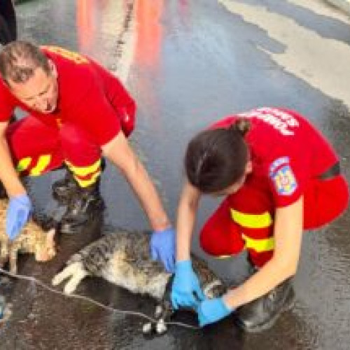 Pompierii din Brașov au salvat două pisici dintr-un incendiu