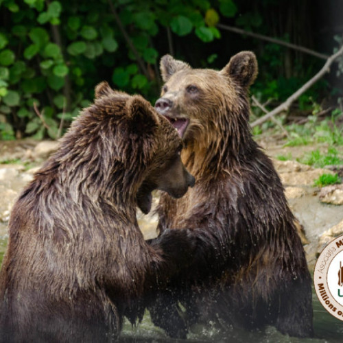 Romania adoptă măsuri stricte pentru gestionarea urșilor agresivi