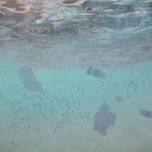 Studiu canadian dezvăluie prezența alarmantă a microplasticelor în fileurile de pește