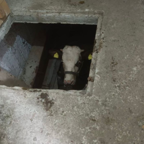Vitel de 300 de kilograme salvat dintr-un beci de pompierii din Dorohoi