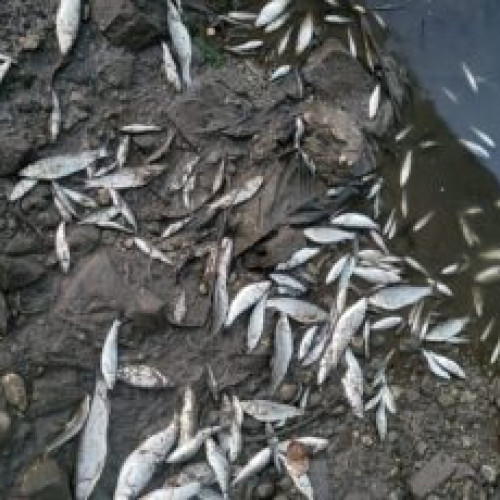 Dezastru ecologic pe râul Cibin: Mii de pești morți în urma unei poluări masive