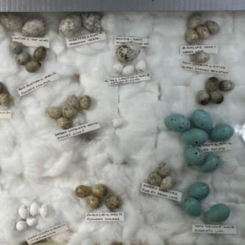 Descoperire uriașă în Australia: 3.404 ouă rare confiscate într-o operațiune internațională de comerț ilegal