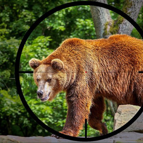 Noul amendament la Legea vânătorii stabilește o cotă anuală de 426 de urși