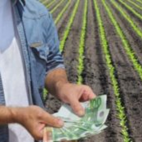 Plăți de 60,9 milioane de lei efectuate de APIA în perioada 15 - 18 iulie 2024