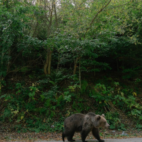 Atac al ursului în comuna Rucar, un bărbat grav rănit