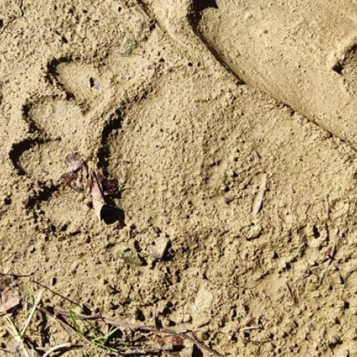 Avertizare în Cetatea de Balta după ce un urs a fost observat în zonă
