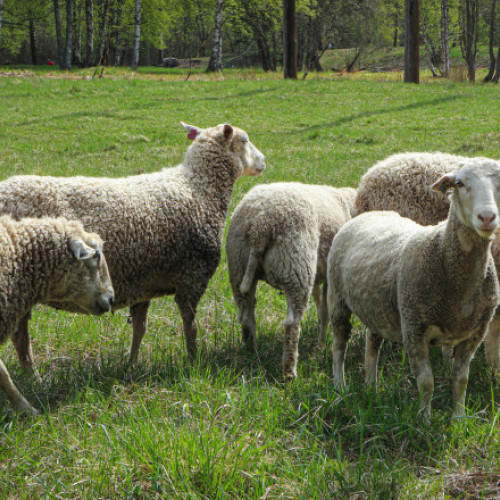 Primul focar de peste micilor rumegătoare în România, confirmat în Tulcea