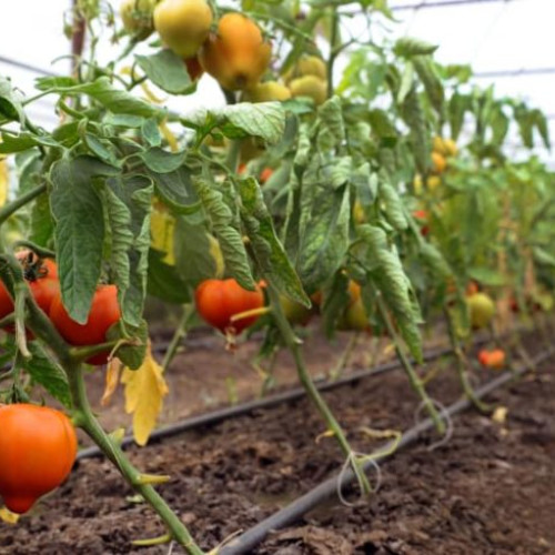 Ministerul avertizează despre dezinformare în legătură cu pesticidele