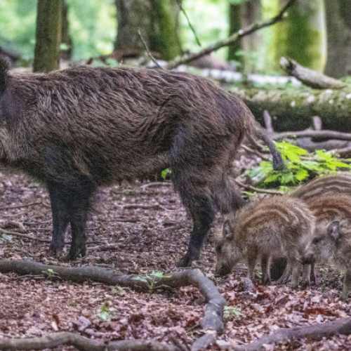 Accident mortal pentru o turmă de mistreți în județul Mureș