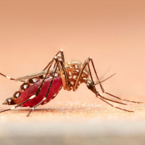 De ce unii oameni atrag mai mult țânțarii decât alții