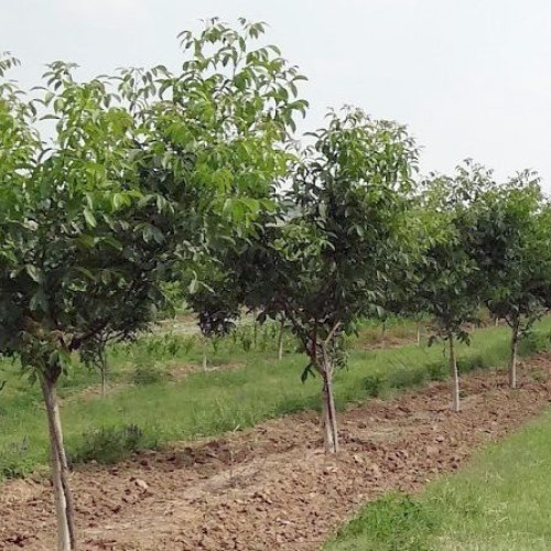 Dosar închis după furtul a 30 de nuci din livada unui sătean