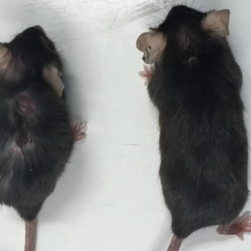 Cercetătorii cresc durata de viață a șoarecilor de laborator cu un nou medicament