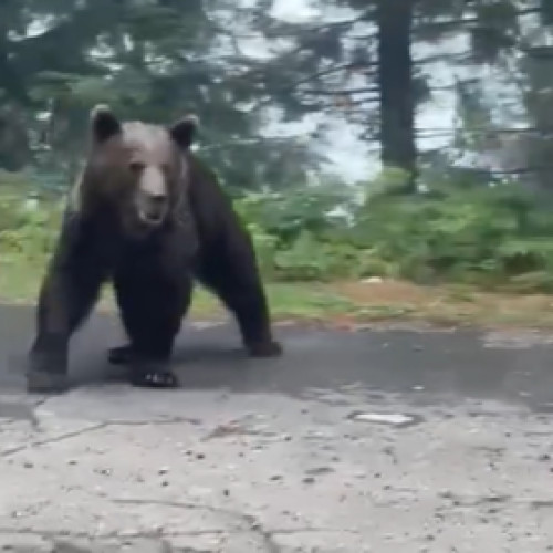 Întâlnirea neașteptată a polițiștilor cu un urs pe Transfăgărășan