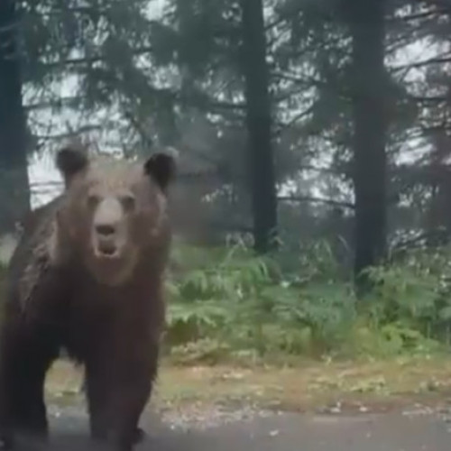 Noi imagini cu urșii de pe Transfăgărășan, poliția avertizează turiștii
