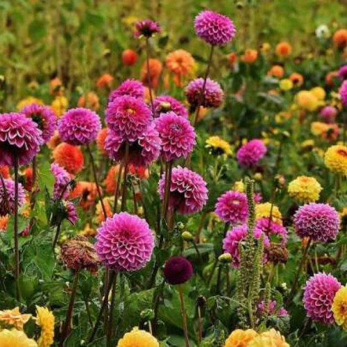 Estimările meteorologice pentru perioada 22 iulie - 4 august