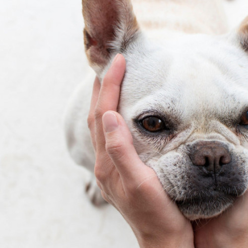 Mirosul stresului uman influențează comportamentul câinilor