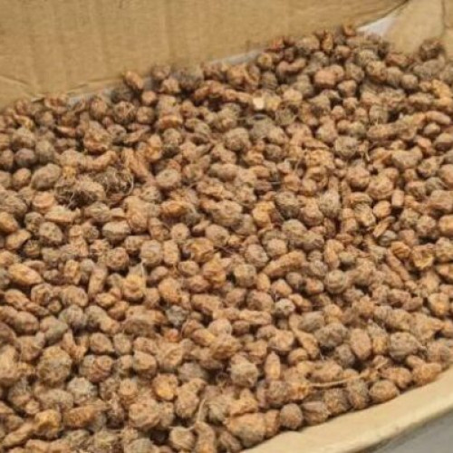 Nou soi de migdale de pământ aclimatizat la Buzău