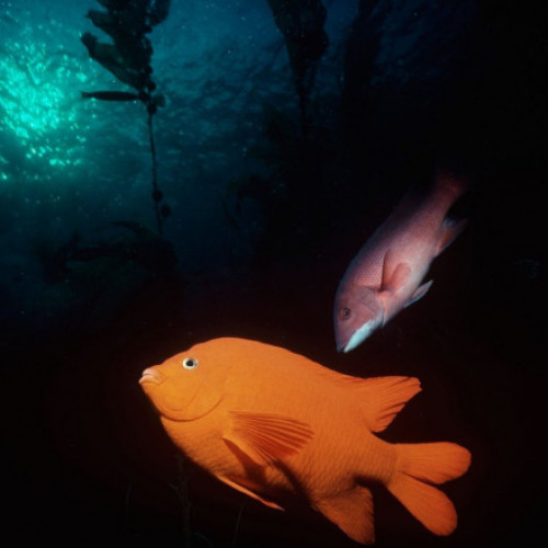 Descoperire surprinzătoare: Oxigenul apare în abisul Oceanului Pacific