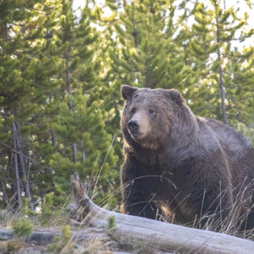 Tribunalul din Trento oprește ordinul de ucidere a ursului Kj1