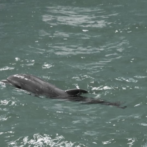 Baby, primul pui de delfin născut în captivitate în România, a murit