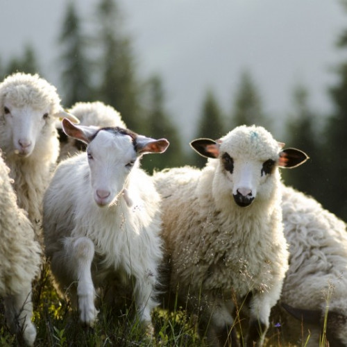 Cioban dispărut în comuna Moieciu, căutări intense în zona montană