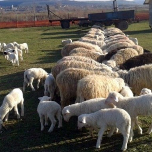 Oierii botoșăneni îngrijorați de focarul de pesta micilor rumegătoare din Tulcea