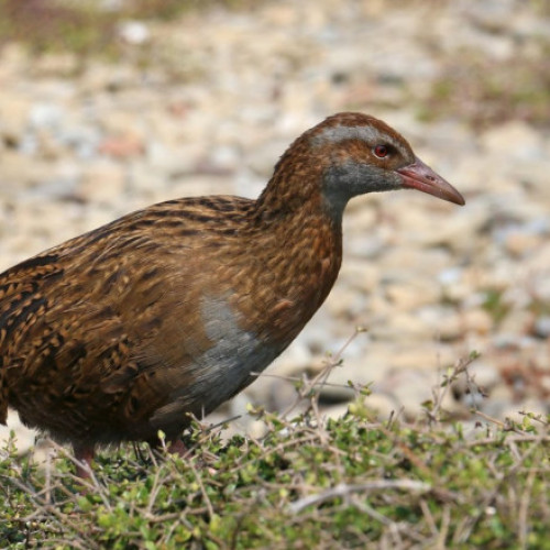 Concurent descalificat după ce a ucis și a mâncat o pasăre protejată în Noua Zeelandă